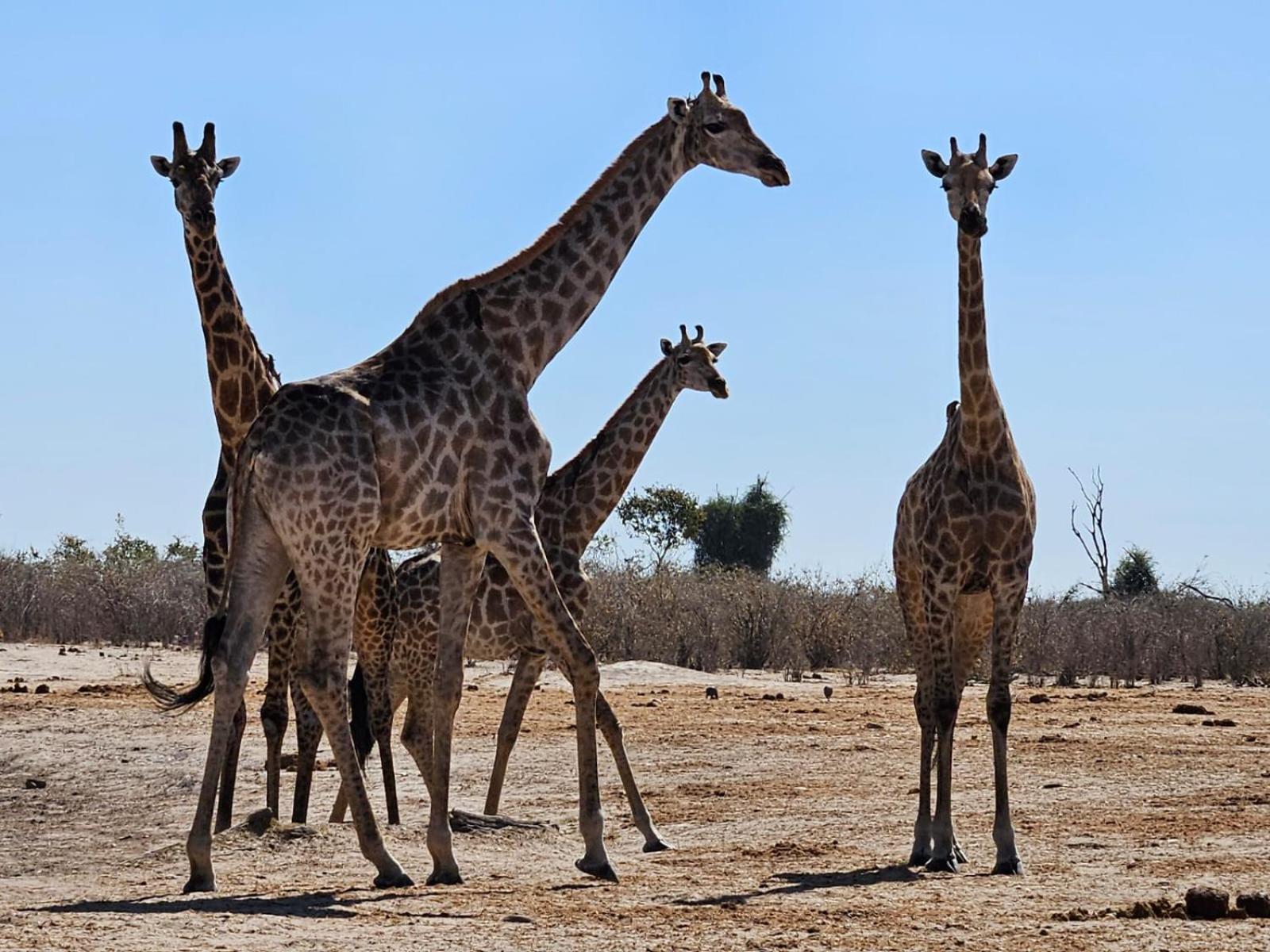 Xhabe Safari Lodge Chobe Muchenje ภายนอก รูปภาพ